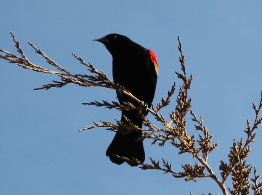 a red-winged blackbird